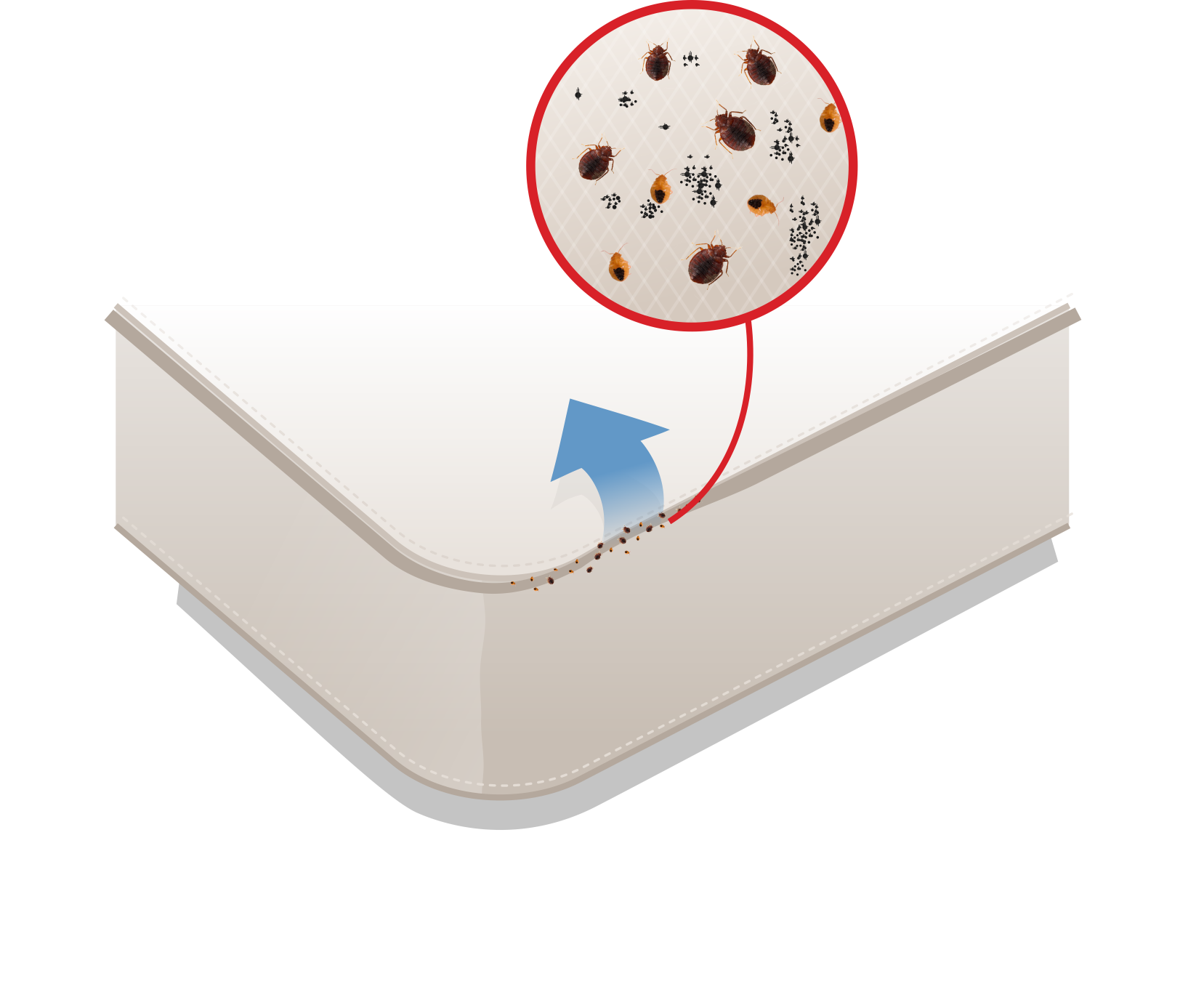 Where Do Bed Bugs Live