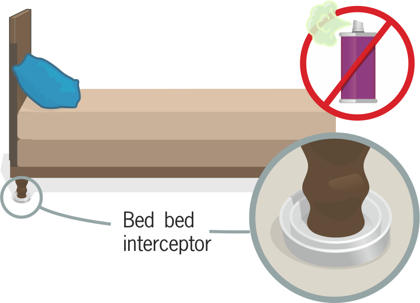 What Should I Do If I Find Bed Bugs