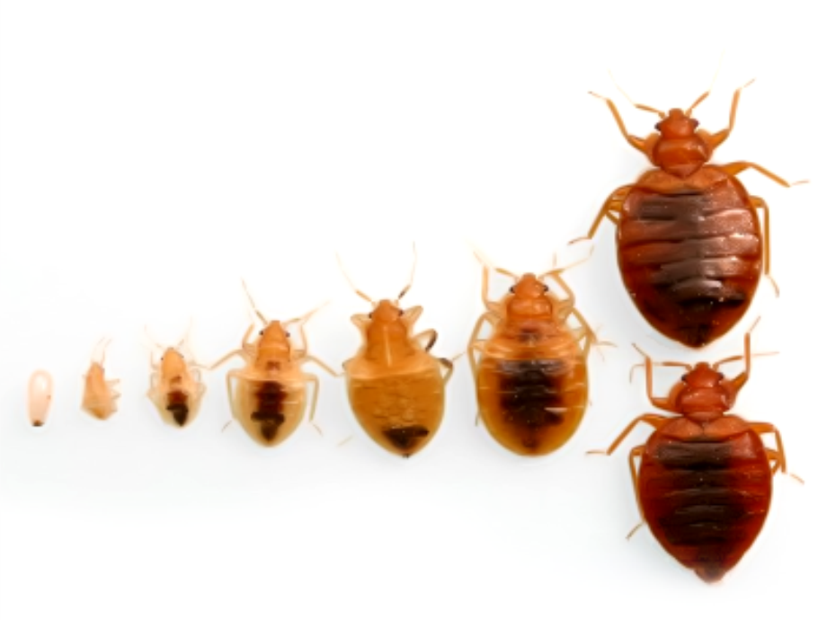 What Do Bed Bugs Look Like