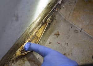 Insect Entry Points And Hiding Places