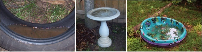 Potential mosquito breeding sites around the yard
