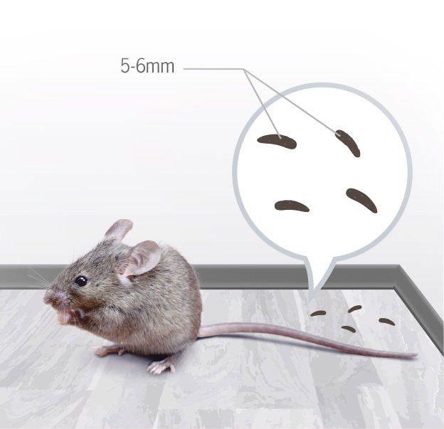 Cleaning Up After Rodents