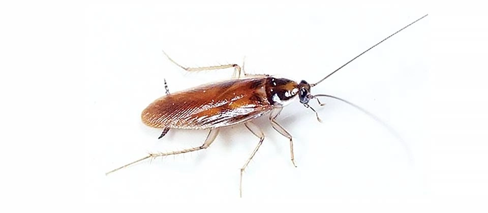 American Cockroach (Periplaneta americana) Integrated Pest Management Plan