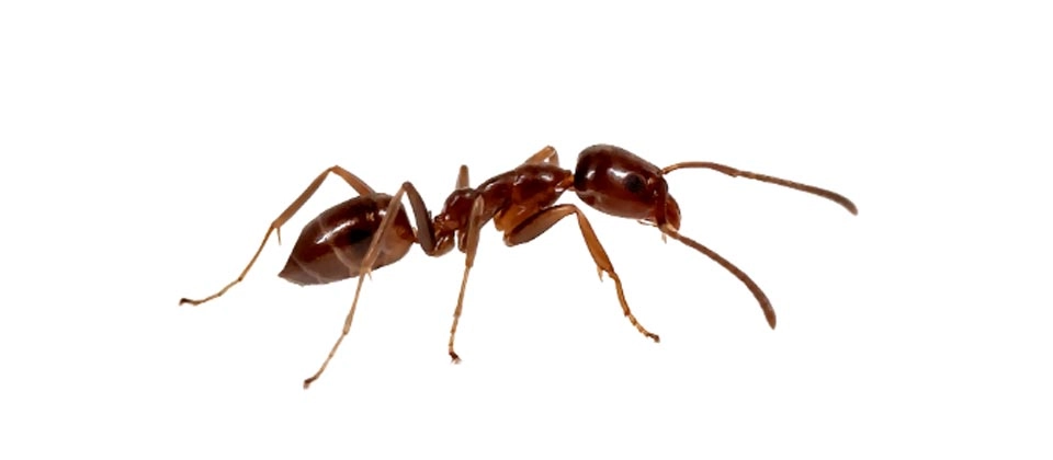 Argentine Ant (Linepithema humile) Integrated Pest Management Plan