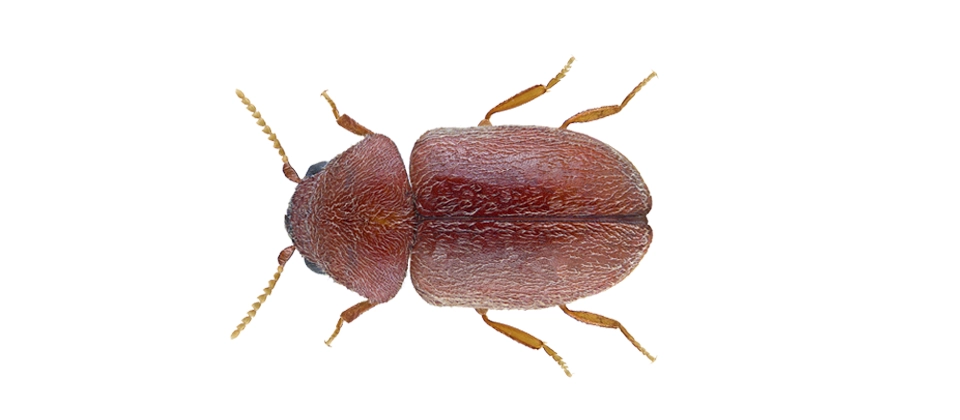 Cigarette Beetle (Lasioderma serricorne) Integrated Pest Management Plan