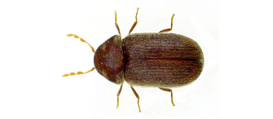 Drugstore Beetle (Stegobium paniceum) Integrated Pest Management Plan