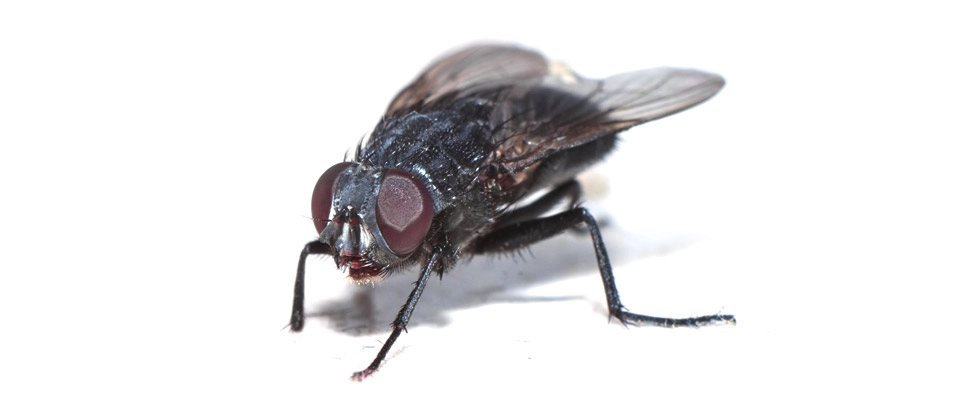 House Fly