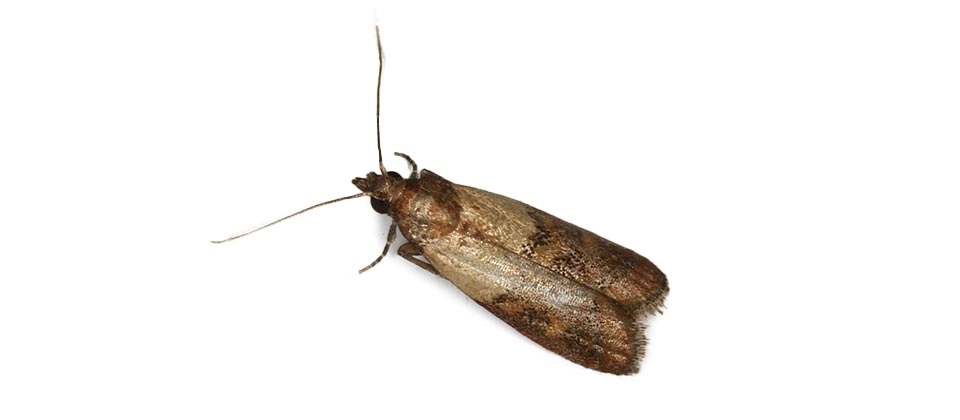Indian Meal Moth (Plodia interpunctella) Integrated Pest Management Plan