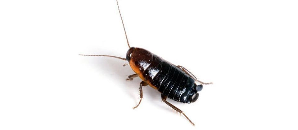 Oriental Cockroach (Blatta orientalis) Integrated Pest Management Plan
