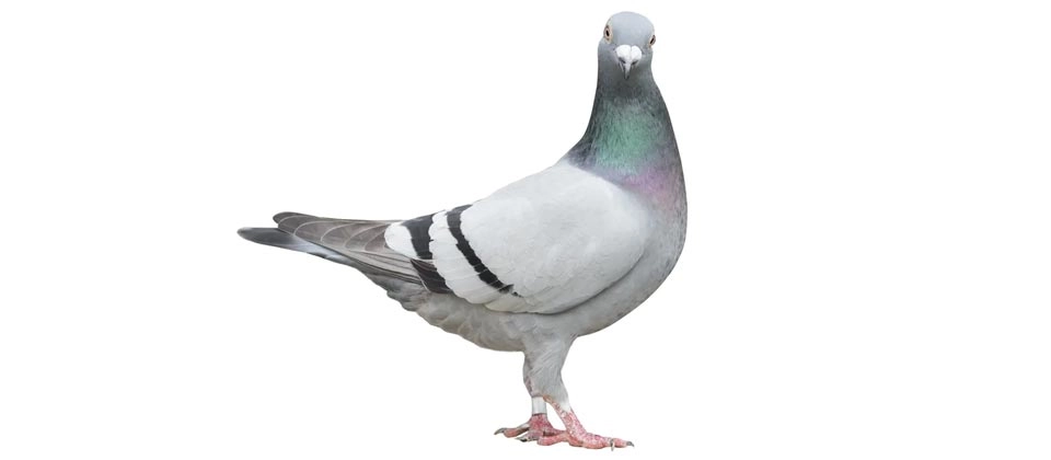 Pigeon