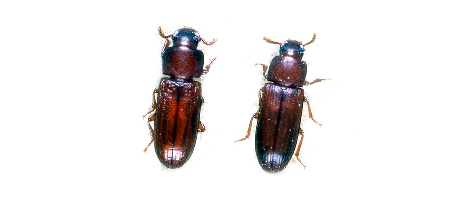 Red Flour Beetle (Tribolium castaneum) And Confused Flour Beetle (Tribolium confusum) Integrated Pest Management Plan