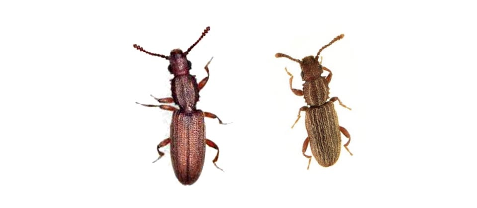 Sawtoothed Grain Beetle And Merchant Grain Beetle