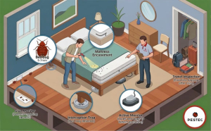 Bed Bugs 101: Prevention And Monitoring