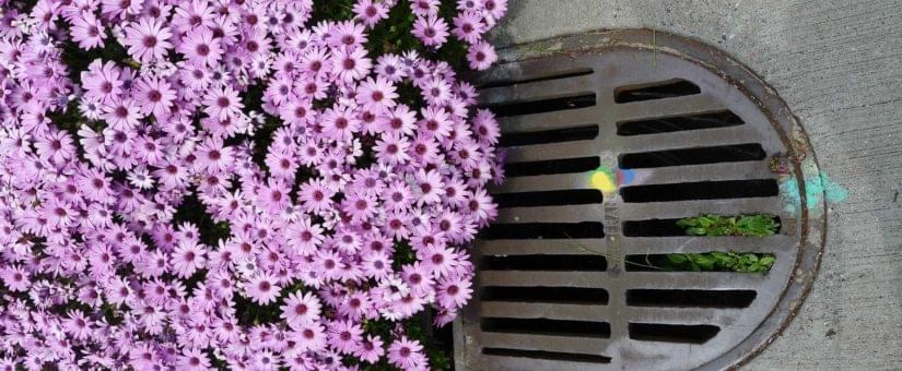 mosquito-photo-7_1632994922