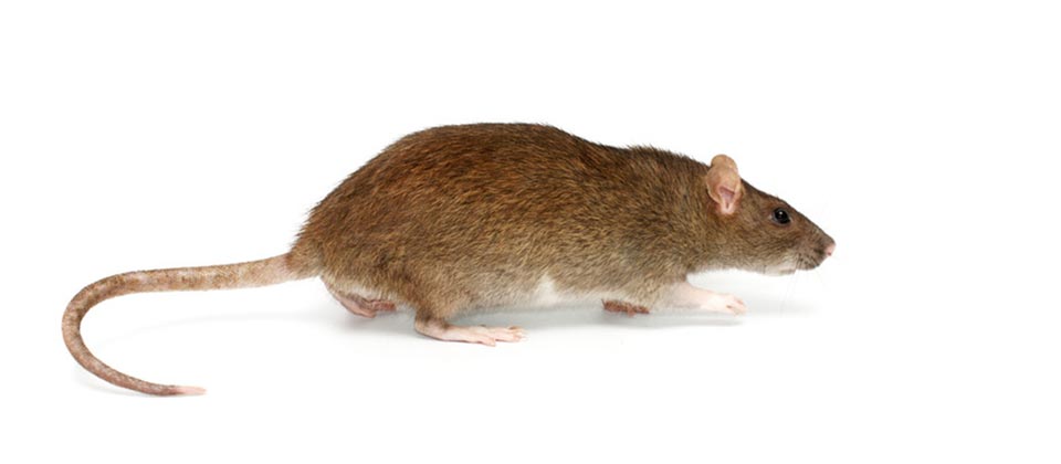 Norway Rat Rattus Norvegicus Integrated Pest Management Plan