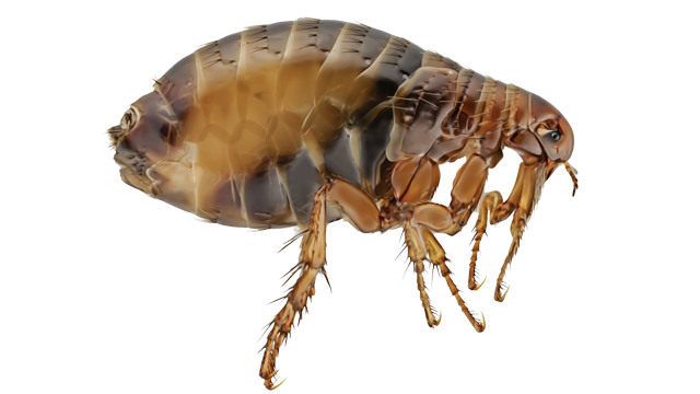 The Cat flea, Ctenocephalides felis