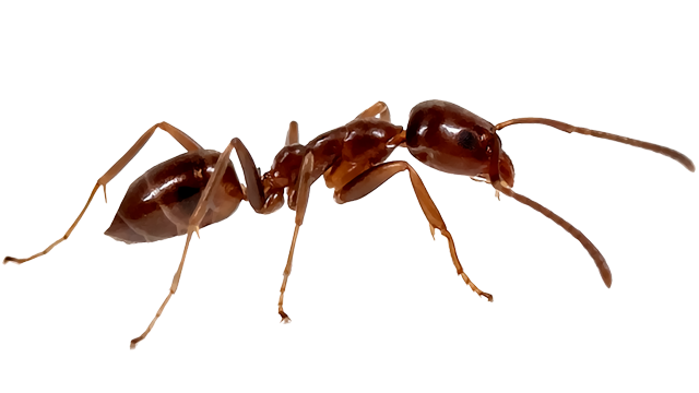 The Argentine ant, Linepithema humile