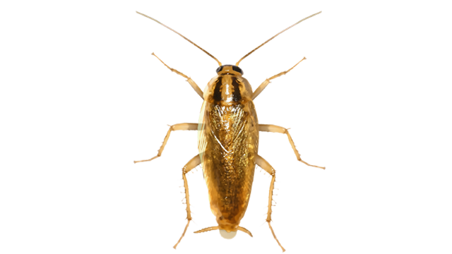 The German cockroach, Blattella germanica