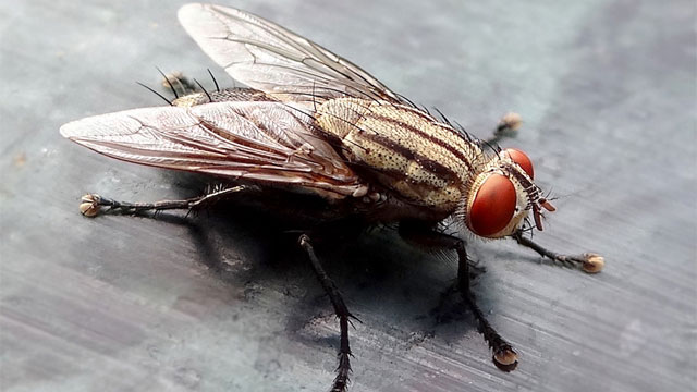 The house fly, Musca domestica