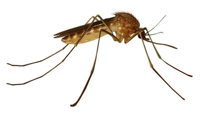 The common house mosquito, Culex pipiens