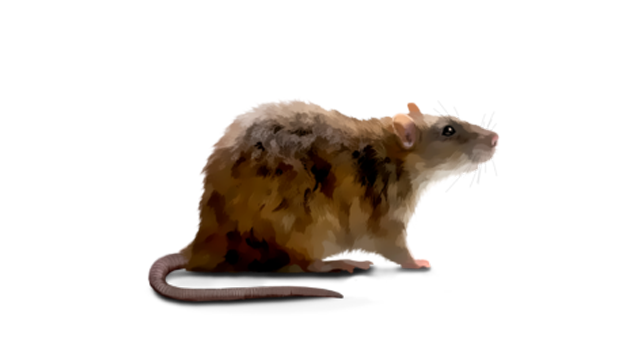 The Norway rat, Rattus norvegicus