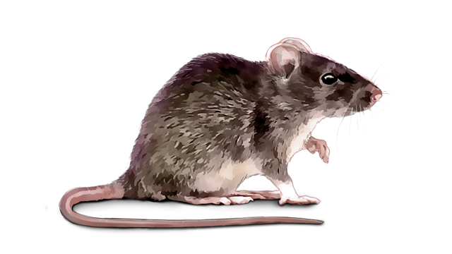 The roof rat, R. rattus