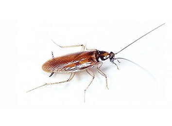 American Cockroach (Periplaneta americana) Integrated Pest Management Plan