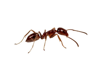 Argentine Ant (Linepithema humile) Integrated Pest Management Plan