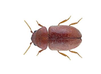 Cigarette Beetle (Lasioderma serricorne) Integrated Pest Management Plan