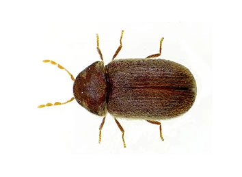Drugstore Beetle (Stegobium paniceum) Integrated Pest Management Plan