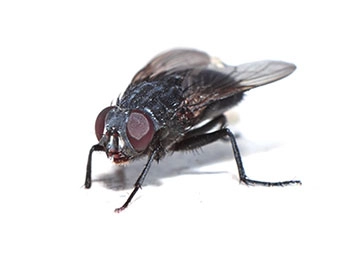 Garbage And Manure Breeding Flies