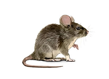 House Mouse (Mus musculus) Integrated Pest Management Plan