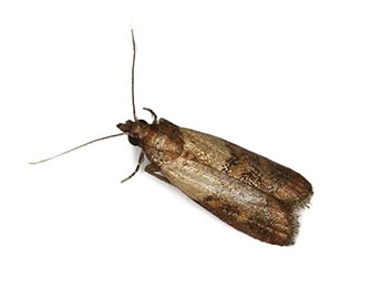 Indian Meal Moth (Plodia interpunctella) Integrated Pest Management Plan