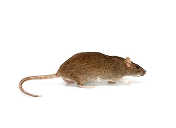 Norway Rat (Rattus norvegicus) Integrated Pest Management Plan