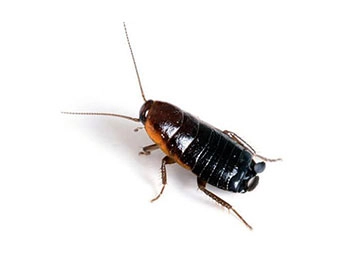 Oriental Cockroach (Blatta orientalis) Integrated Pest Management Plan