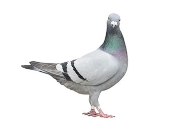 Pigeon