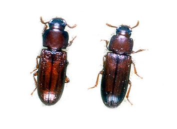 Red Flour Beetle (Tribolium castaneum) And Confused Flour Beetle (Tribolium confusum) Integrated Pest Management Plan