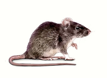 Roof Rat (R. rattus)