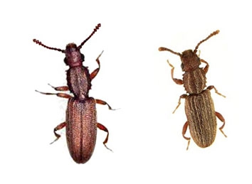 Sawtoothed Grain Beetle And Merchant Grain Beetle