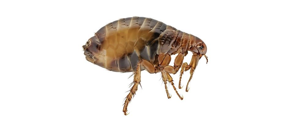 Cat Flea