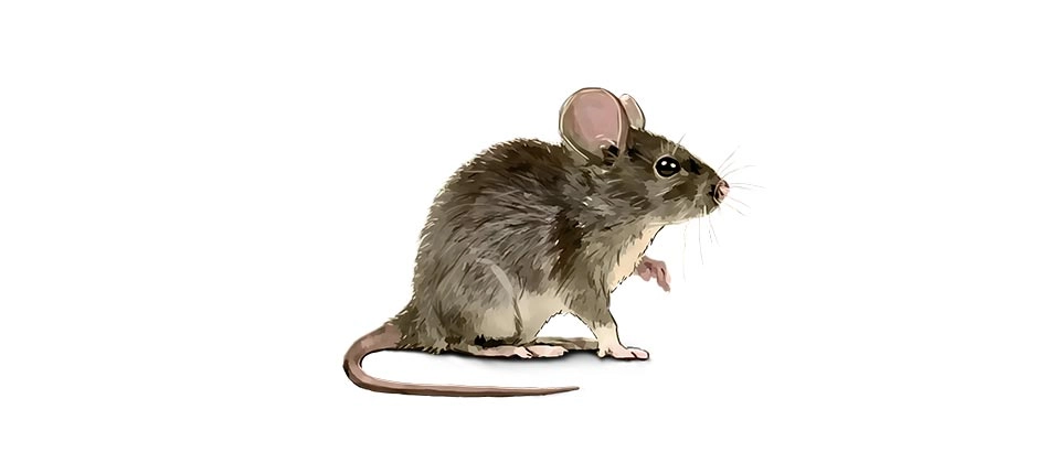 House Mouse