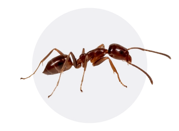 Argentine Ant