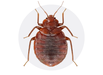 Bed Bug
