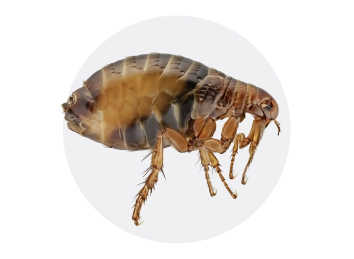 Cat Flea