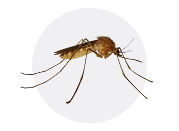 Common House Mosquito