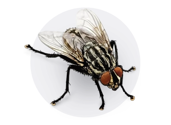 House Fly