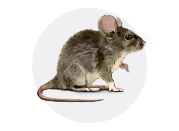 House Mouse