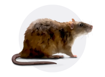 Norway Rat