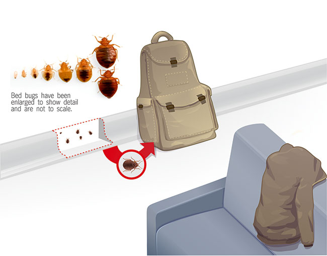 Bed Bugs 101: Bed Bugs In Public Spaces